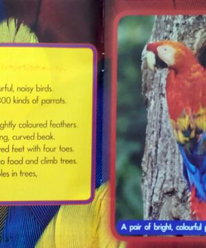 Alternative view of Parrots of the Pacific