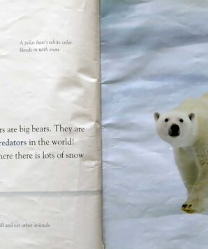 Alternative view of Polar bears