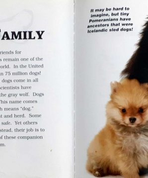 Alternative view of Pomeranians