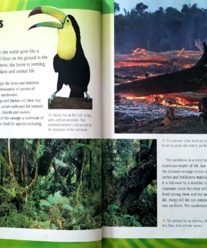 Alternative view of Eco alert: rainforests