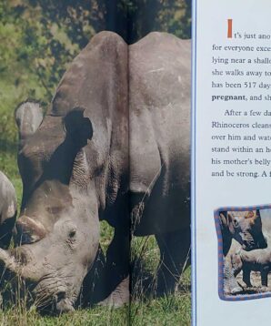 Alternative view of Rhinoceroses