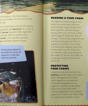 Alternative view of River food chains