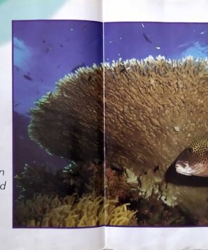 Alternative view of I know that: sea animals