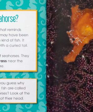 Alternative view of Seahorses