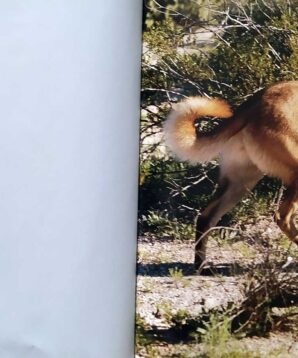 Alternative view of Search and rescue dogs