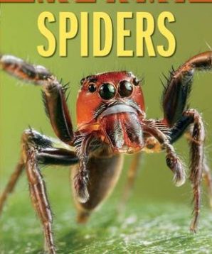 Spiders