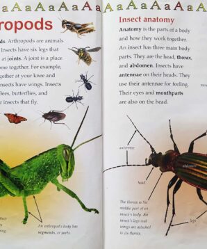 Alternative view of The ABCs of insects
