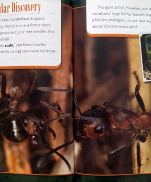 Alternative view of The ant's nest: a huge, underground city