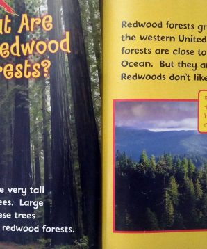 Alternative view of The redwood forests