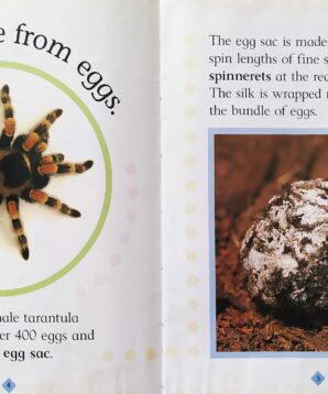 Alternative view of Watch it grow: spider