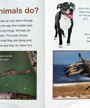 Alternative view of What are these animals doing?