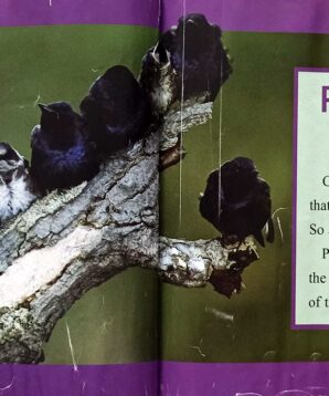 Alternative view of Why are animals purple?