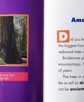 Alternative view of Trees