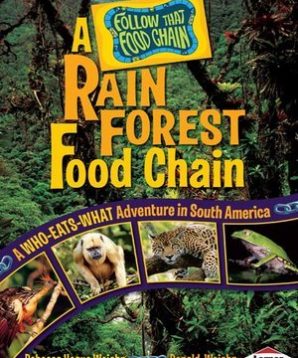 A mangrove forest food chain