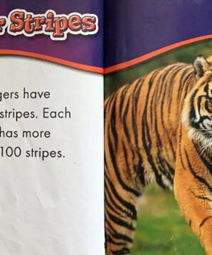 Alternative view of Animal safari: tigers