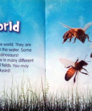 Alternative view of Bees