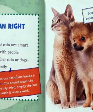 Alternative view of Discover Abyssinian cats