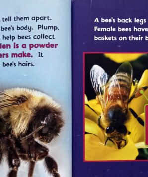 Alternative view of Can you tell a bee from a wasp?