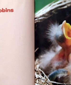 Alternative view of Look inside a robin's nest