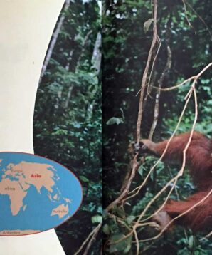 Alternative view of Orangutans