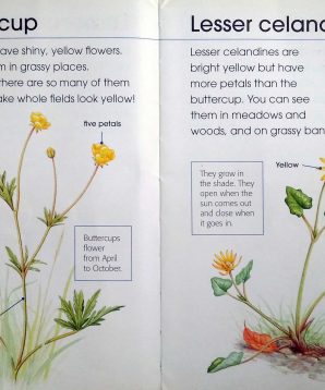 Alternative view of First book of flowers