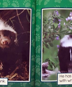 Alternative view of Animals in my backyard: skunks