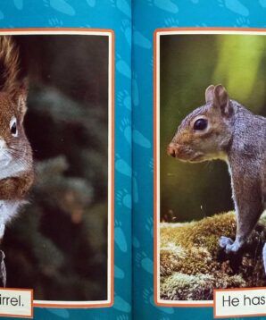 Alternative view of Animals in my backyard: squirrels