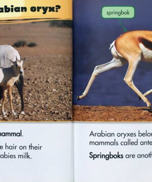 Alternative view of Arabian oryx