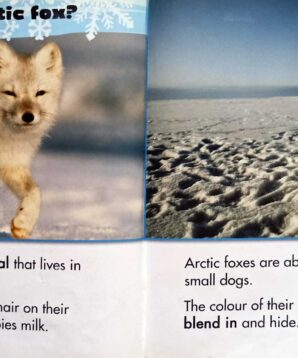 Alternative view of Arctic fox