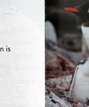 Alternative view of Baby penguins