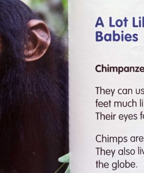 Alternative view of Baby zoo animals: jaguars