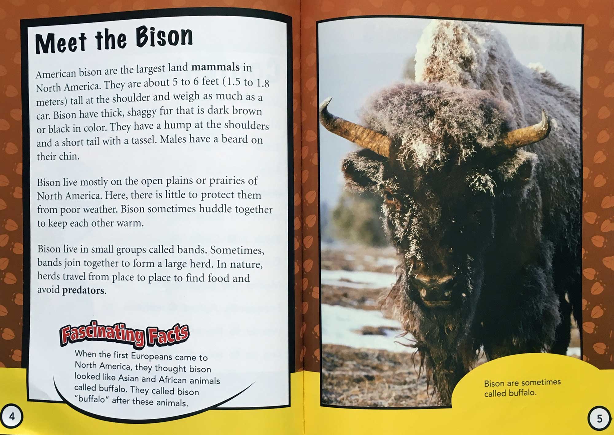 Backyard animals: Bison – Lotus Community Library – Library For Families