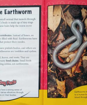 Alternative view of Backyard animals: earthworms