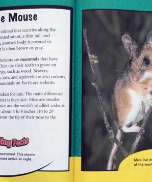 Alternative view of Backyard animals: mice