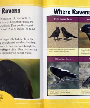 Alternative view of Backyard animals: ravens