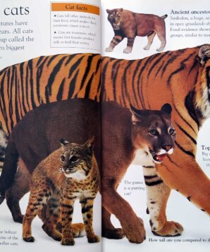 Alternative view of Eyewonder: big cats