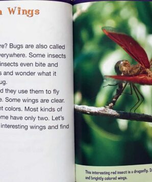 Alternative view of Bugs in flight