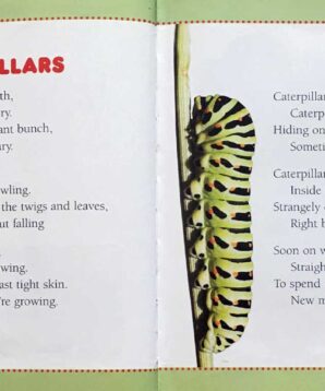 Alternative view of Caterpillars