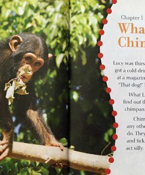 Alternative view of Chimpanzees