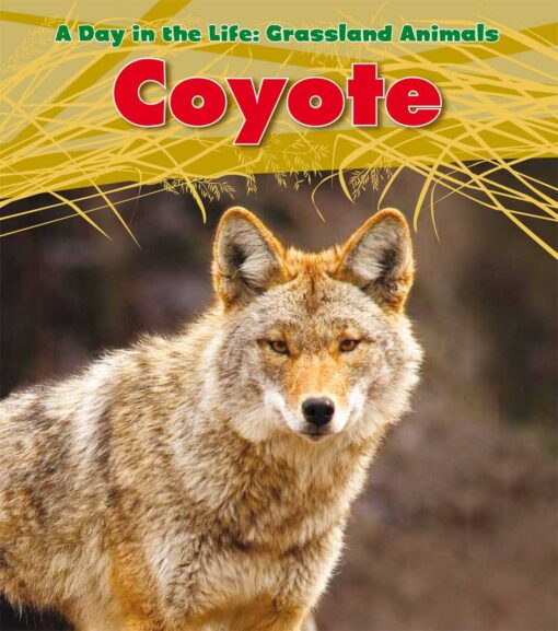 Coyote