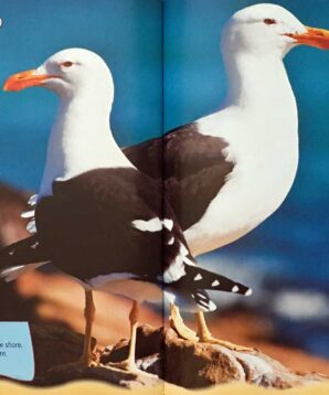 Alternative view of Discovering seagulls