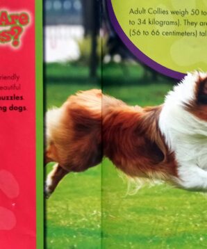 Alternative view of Dog breeds: collies