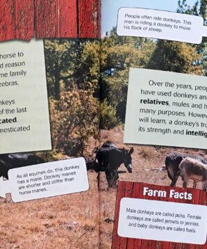 Alternative view of Donkeys: Jennies, Jacks, and Foals