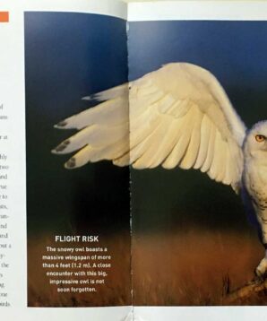 Alternative view of Exploring the world of owls