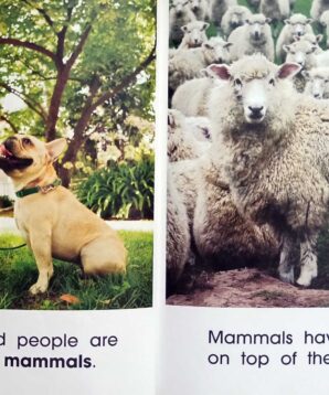 Alternative view of Fur