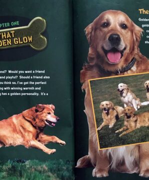 Alternative view of Golden retrievers are the best