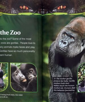 Alternative view of Gorillas