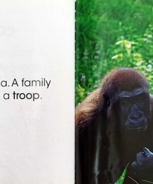 Alternative view of Gorillas: life in the troop