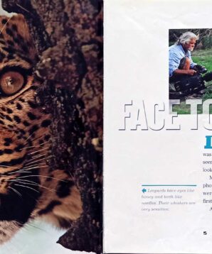 Alternative view of Face to face with leopards