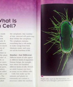 Alternative view of Cells